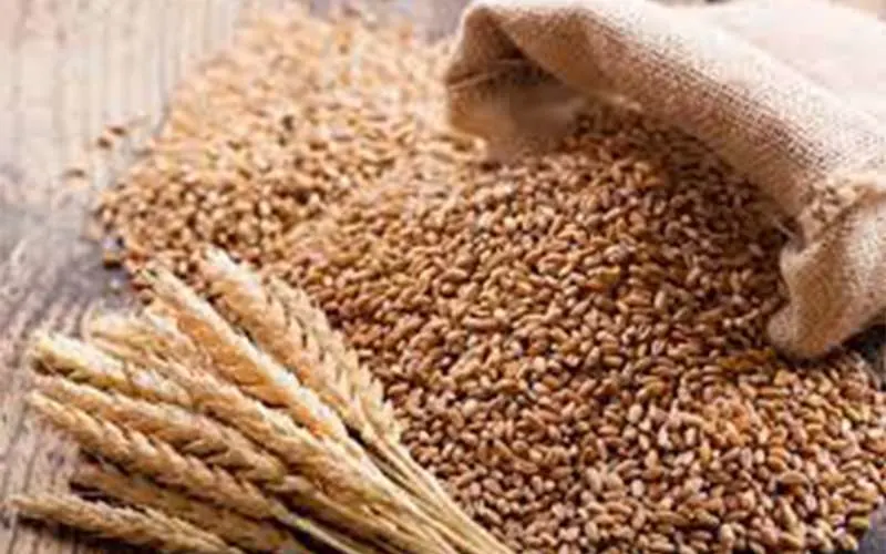 wheat